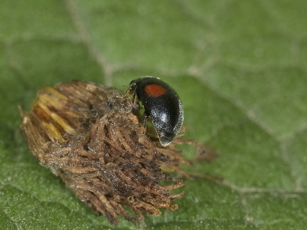 Scymnus sp. (Coccinellidae)